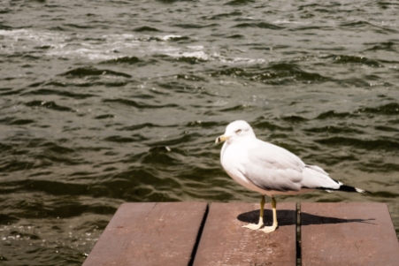 seagull_Mendota_lake_1 copy